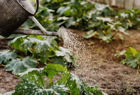 pexels-photo-4750274-4750274 Close-up of a watering can nurturing green plants in a garden, promoting growth.
